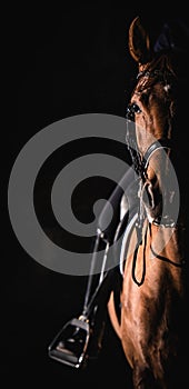 Dressage Horse on Dark Background
