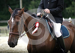 Dressage horse galloping with her proud rider