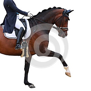 Dressage horse isolated against a white background. Rider in section, horse in the trot gait.