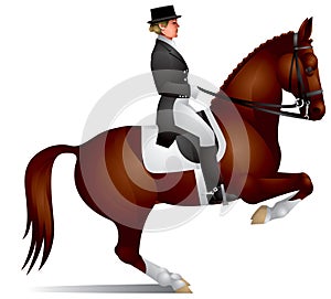 Dressage horse perform figure levada