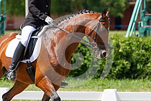 Dressage horse and rider