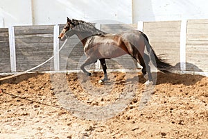 Dressage horse in round arenas with rope photo
