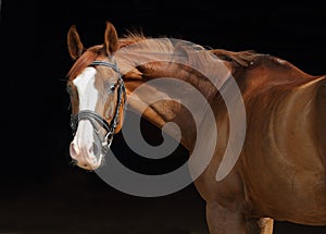 Dressage race horse portrait indoor stable