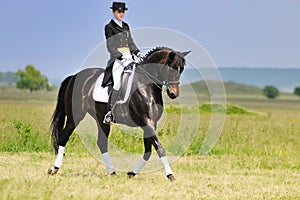 Dressage rider on bay horse in field