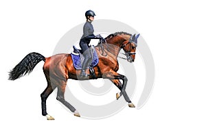 Dressage rider  on bay stallion galloping  isolated on white background