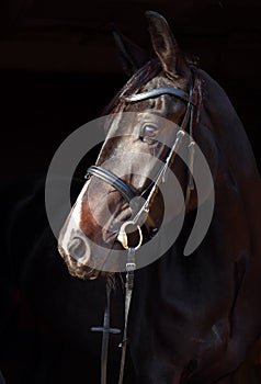 Dressage sportive horse with classic bridle in dark stable