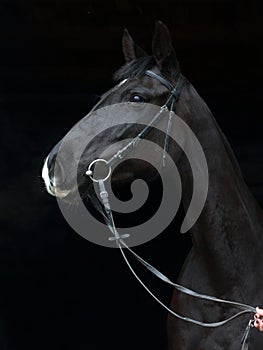 Dressage sportive horse with classic bridle in dark stable