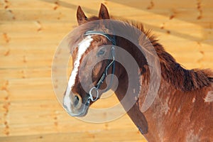 Dressage sportive horse with classic bridle in wooden stable