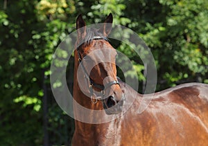 Dressage sportive horse portrait in outdoor
