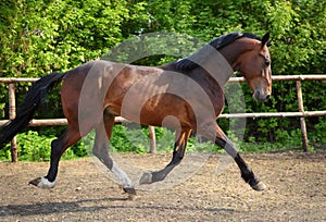 Dressage sportive horse walks free in the ranch