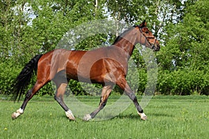 Dressage sports horse run in green summer meadowÐ’