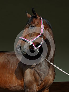 Dressage sports thoroughbred horse portrait in stable doorway