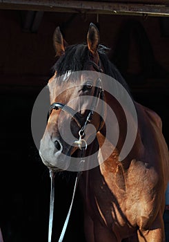 Dressage sports thoroughbred horse portrait in stable doorway
