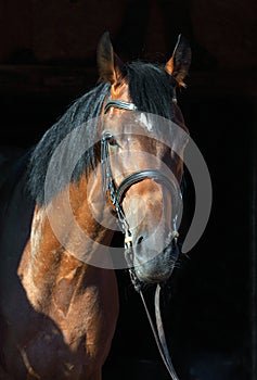 Dressage sports thoroughbred horse portrait in stable doorway