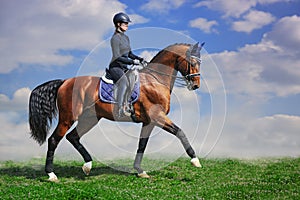 Dressage stallion and rider in green summer field
