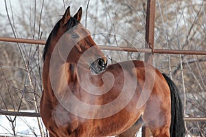 Dressage thoroughbred horse in motion on snow ranch