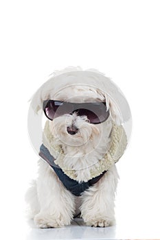 Dressed bichon puppy dog wearing sunglasses