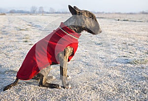Dressed bull terrier