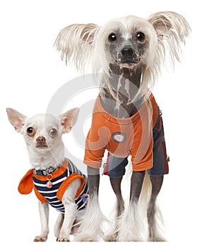 Dressed Chihuahua and Chinese Crested dog
