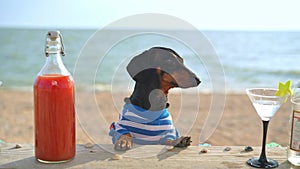 Dressed dog stands behind bar with beach on background