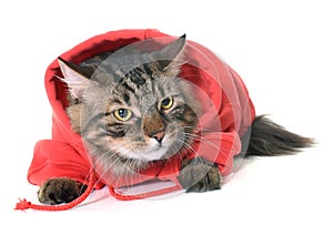 Dressed maine coon cat