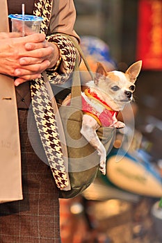 Dressed pet Dog in bag