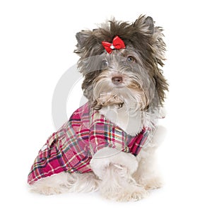 Dressed puppy biro yorkshire terrier