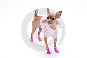 Dressed russian chihuahua, studio shot.