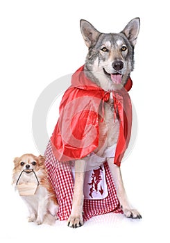 Dressed Saarloos wolfdog and chihuahua