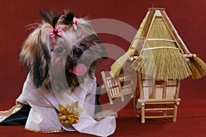 Dressed shih-tzu