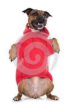 Dressed stafforshire bull terrier