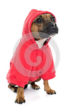 Dressed stafforshire bull terrier