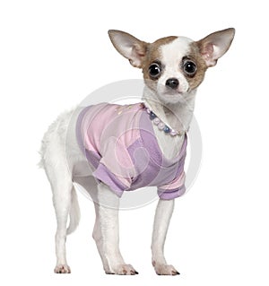 Dressed up Chihuahua, 6 months old, standing