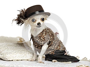 Dressed-up Chihuahua sitting on a carpet, isolated photo