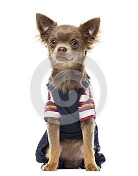 Dressed up Chihuahua sitting, facing, isolated