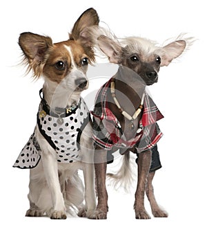 Dressed up Chinese Crested Dogs