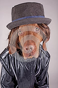 Dressed up dog photo