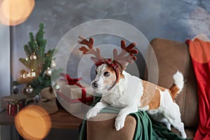 A dressed-up Jack Russell Terrier captures the Christmas spirit