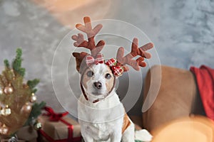 A dressed-up Jack Russell Terrier captures the Christmas spirit