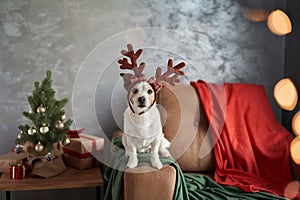 A dressed-up Jack Russell Terrier captures the Christmas spirit