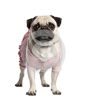 Dressed up pug in front of a white background