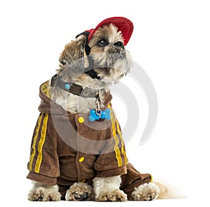 Dressed up Shih tzu with a cap, sitting, isolated