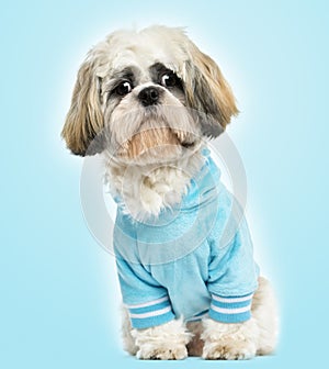 Dressed-up Shih tzu sitting, looking sad,