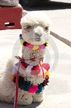 A dressed up white Alpaca