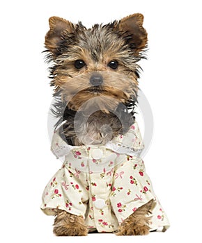 Dressed up Yorkshire Terrier puppy, looking at the camera, 10 weeks old