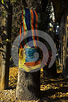 Dressing the trees in sweaters Kibbutz Kfar Glikson Israel