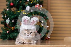 Dressing up a cat in a hat and bunny ears is a celebration during Christmas