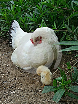 Dressing white mother hen and her chick