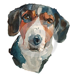 The drever watercolor hand painted dog portrait