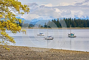 Drew Harbour Sailboats Quadra Island BC photo